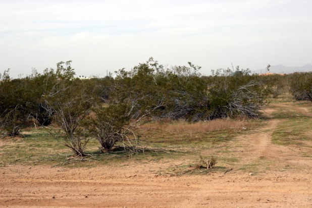 The Desert Shoot