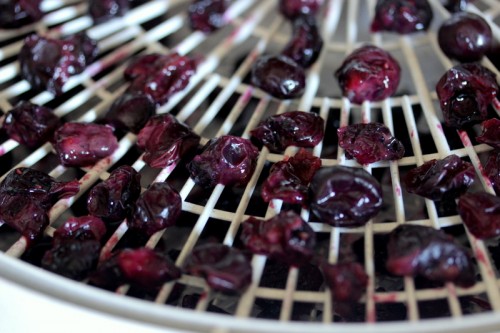 How To Series: Dehydrating Blueberries (Part 1)