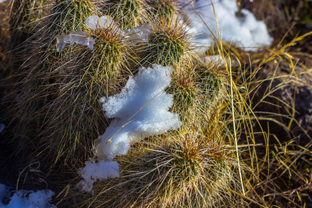 The Snow Adventure 