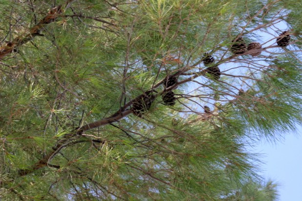 Pine Cone PhotoBomb